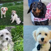 We take a look at 24 adorable pictures of your dogs to celebrate National Puppy Day in Doncaster