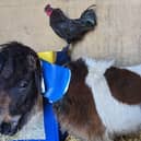 Thumbelina is making good progress after being abandoned with her new stablemate  Roy the cockerel
