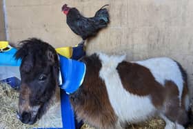 Thumbelina is making good progress after being abandoned with her new stablemate  Roy the cockerel