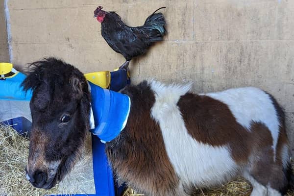 Thumbelina is making good progress after being abandoned with her new stablemate  Roy the cockerel
