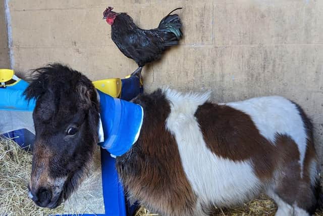 Thumbelina is making good progress after being abandoned with her new stablemate  Roy the cockerel