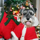 Christmas presents left at the base of the tree can also be in danger when it comes to a curious snout.