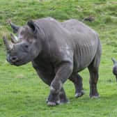 Najuma and baby Rocco at Yorkshire Wildlife Park.