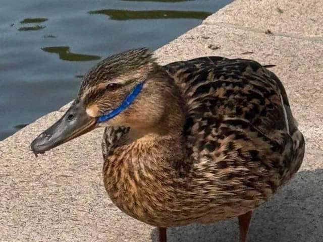 The stricken duck was spotted in Sandall Park.