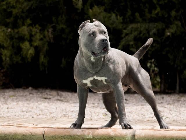 An XL Bully has been seized and two people arrested after a puppy was mauled to death in Doncaster.