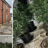 Police raid Doncaster house and seize 300 cannabis plants with a street value of £100,000.