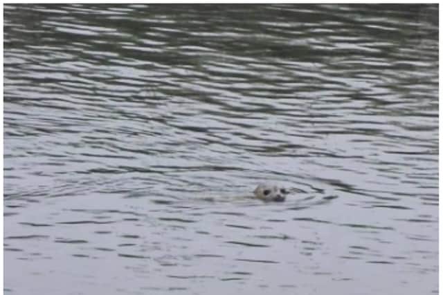 The seal was spotted swimming in the River Don on Sunday morning. (Photo: Rodge Annis).