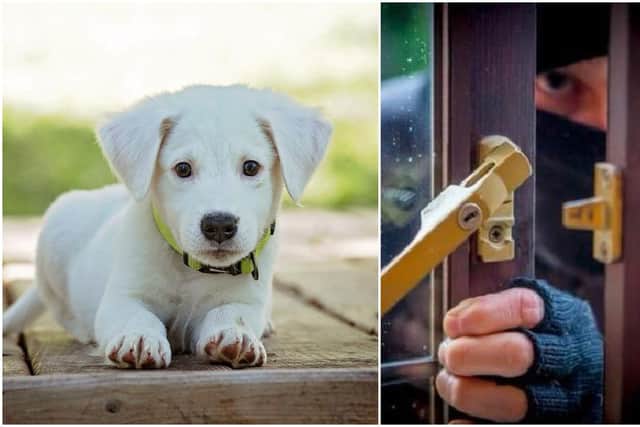 Keep your pooch safe following the advice from officers below.