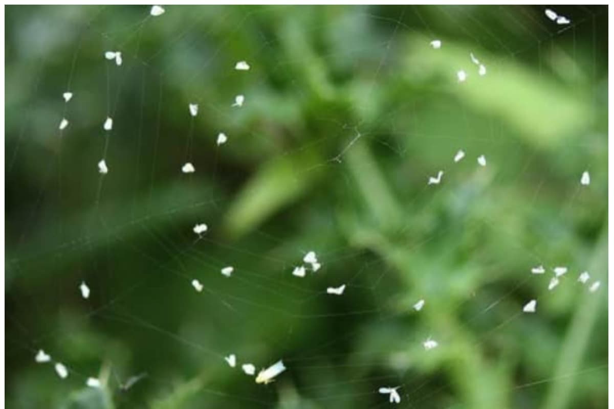 Tiny white 'Stranger Things' flies swarming over Doncaster being mistaken ...