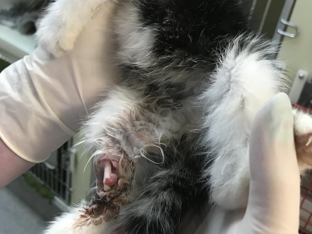 The horrific injury