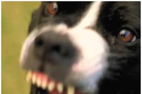 The woman was mauled by the dog in front of her horrified children, just days after getting it for free online.