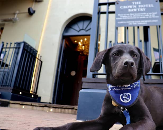 Meet cute super-pups while enjoying afternoon tea... all in the name of charity.