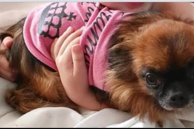 Mercedes the Chihuahua has been reported as stolen from a house in Denaby