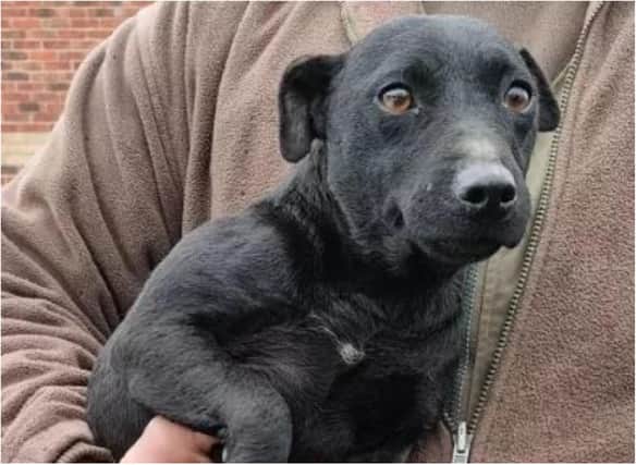 A dog has been reunited with its owners after a burglary back in November