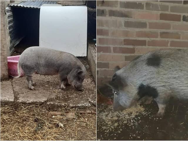 The pigs could be on the loose in Doncaster.