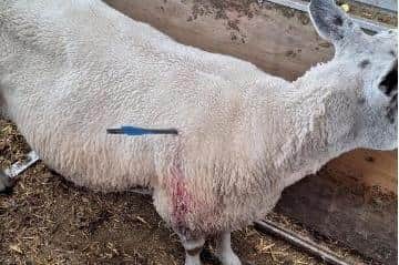 Two sheep found injured in field after being targeted with crossbows in Doncaster.