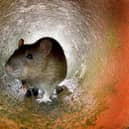 Rats were found at Otto's in Sprotbrough.