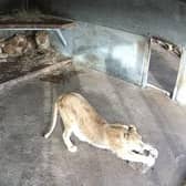 Lioness and her three cubs have been reunited at Yorkshire Wildlife Park after escaping bombs in Ukraine.