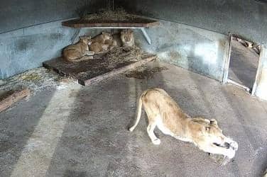Lioness and her three cubs have been reunited at Yorkshire Wildlife Park after escaping bombs in Ukraine.