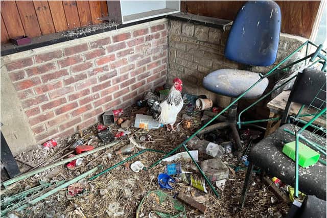 A number of cockerels were found living in squalid conditions, surrounded by dead birds, droppings and rubbish.