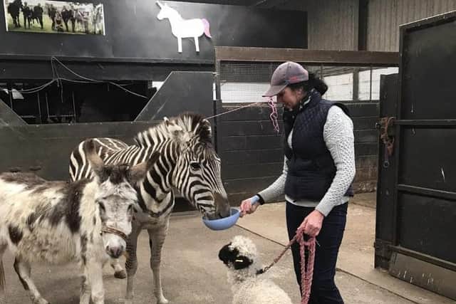 Ziggy the zebra and friends