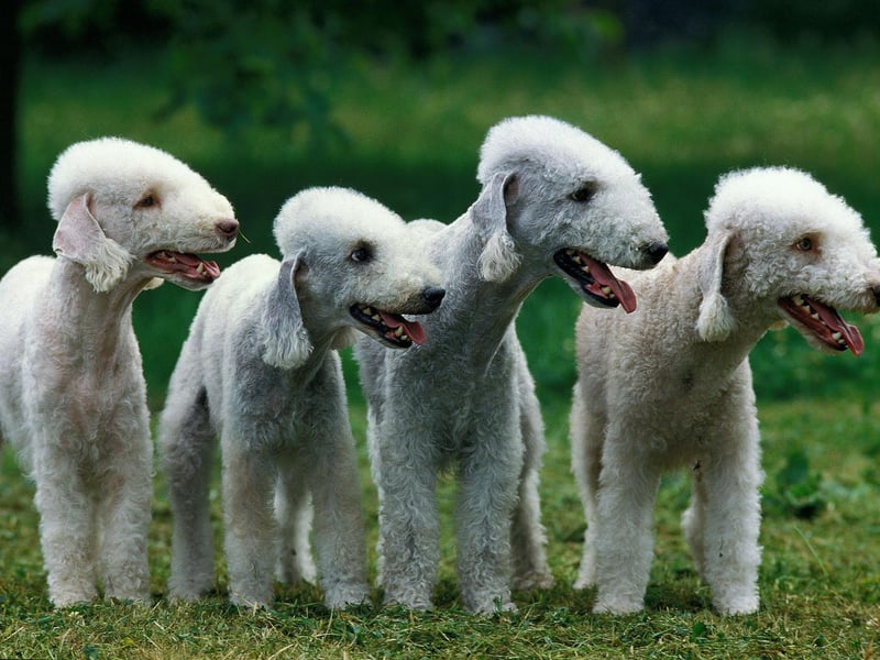 Arguably the most smiley of all dog breeds, making their cheery faces popular on Instagram, the Bedlington Terrier was originally bred to hunt rats. Now they enjoy running around and long cuddles.