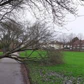 Trees were brought down across Doncaster as Storms Elin and Fergus battered Doncaster. (Photo: Sandall Park).