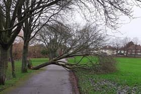 Trees were brought down across Doncaster as Storms Elin and Fergus battered Doncaster. (Photo: Sandall Park).