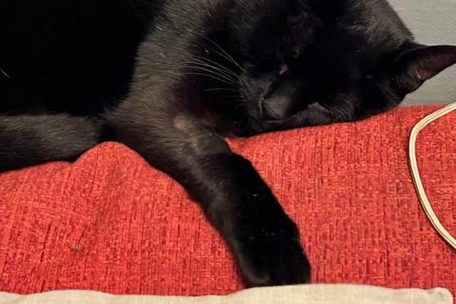 Darwin's leg was broken after he was shot with an air gun.
