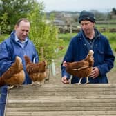 Some farmers even give their hens objects like CDs on strings, cardboard boxes and xylophones