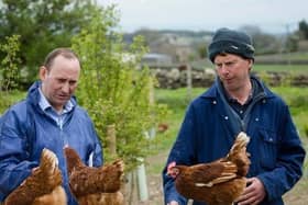 Some farmers even give their hens objects like CDs on strings, cardboard boxes and xylophones