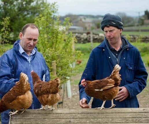 Some farmers even give their hens objects like CDs on strings, cardboard boxes and xylophones