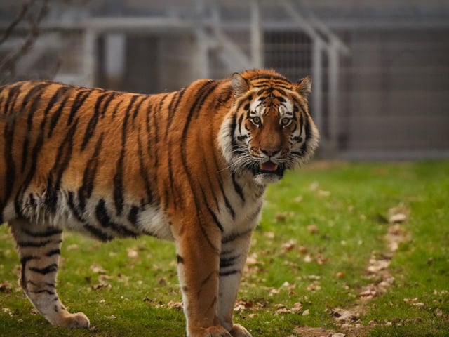 Altai, the Amur tiger, travelled more than 1,135 miles from Norway to join YWP’s resident tigress, Tschuna
