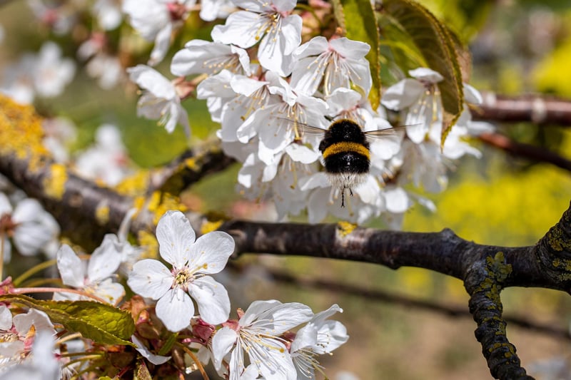 A bumblebee on blossom in Wadworth.