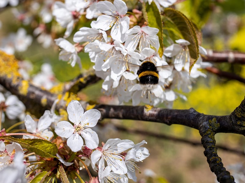 A bumblebee on blossom in Wadworth.