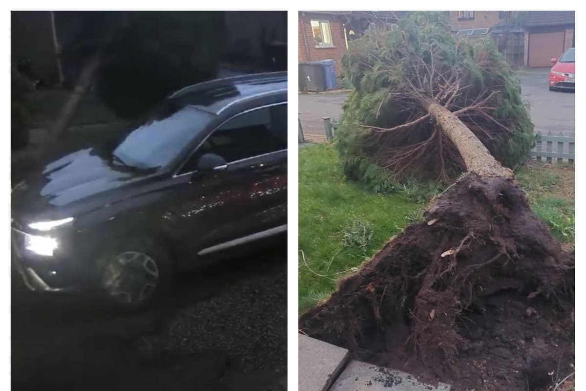 Monaghan Crash Tree Video: Tree crashes down yards from driver as Storm Darragh batters ...