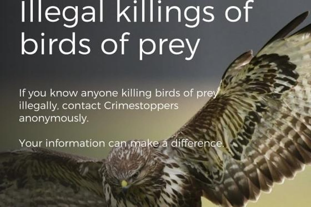 Crimestoppers asks for anonymous information in drive to protect  Yorkshire's precious birds of prey