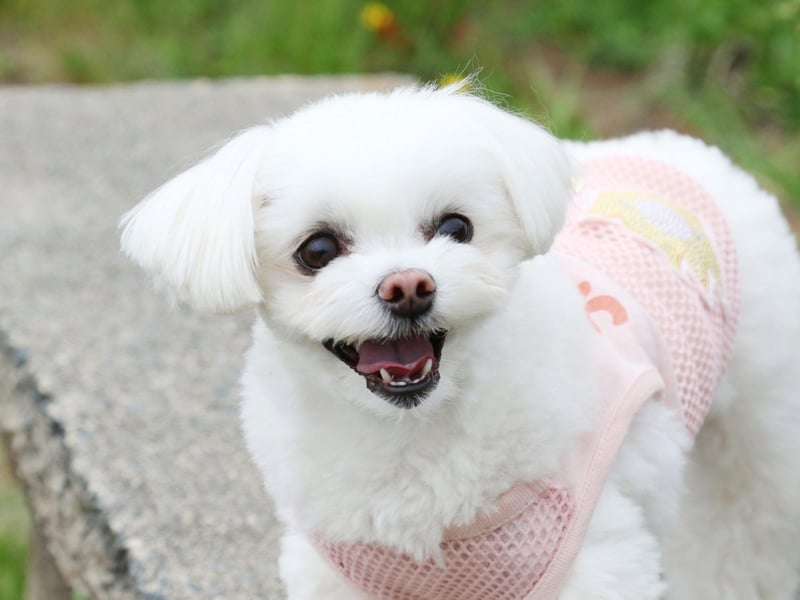 Mischievous and cheery, the Maltese is a dog that loves to be spoiled and can get into some tight spots due to a level of fearless belied by their small stature. No matter what scrapes they get into, they'll always respond in good humour - and will expect you to do the same.