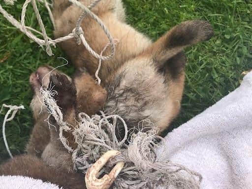 One of the cubs had already died from strangulation, the other was thankfully still alive but suffering from a severely swollen leg where the netting had tightened around it.