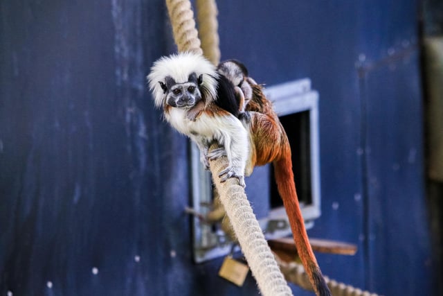 "Maurice and Consuela, the park’s resident Cotton Top Tamarin monkeys, welcomed a new baby. The tamarind monkey is known as one of the smallest primates in the world, with new-born babies weighing around the same as a small bag of sugar. Yorkshire Wildlife Park is part of the European breeding programme to sustain the critically endangered species."