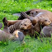 Out to play: The family of giant otters are set to be firm favourites at the Yorkshire Wildlife Park