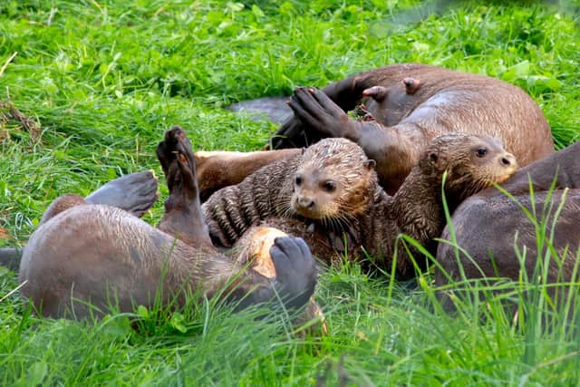 Out to play: The family of giant otters are set to be firm favourites at the Yorkshire Wildlife Park