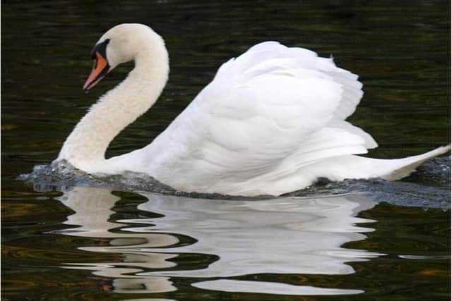 Bikers have been terrorising swans at the site.