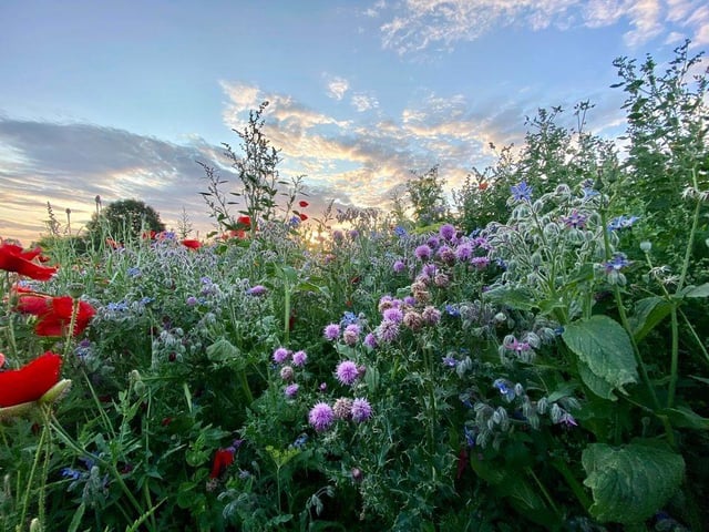 The park is a riot of colour this summer.