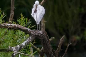 Young Spoonbills at Fairburn Ings, near Leeds.