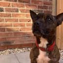Bruno is still looking for a home after a 14 month wait.