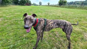 Alfie is looking for a fun new family to offer him a home.