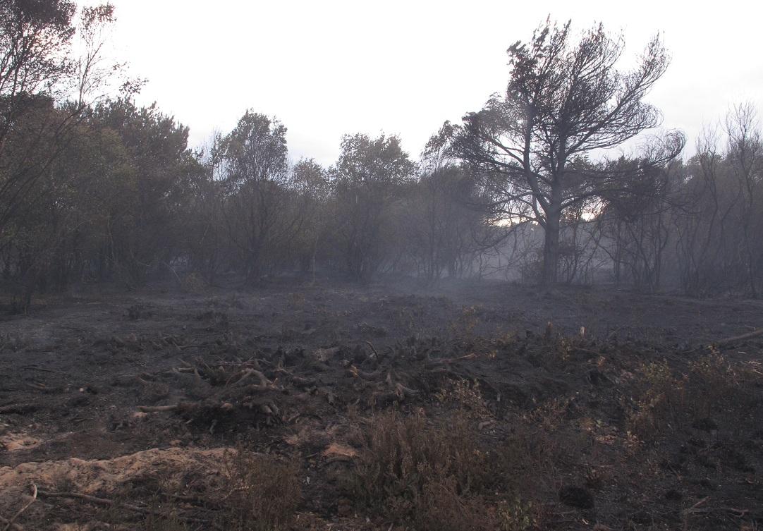 Video shows helicopter dousing 'devastating' Hatfield Moors fire