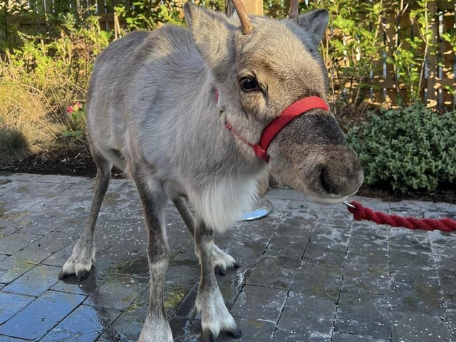 The children loved the reindeer