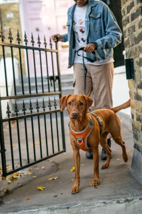 Nearly half of UK dog owners walk their pets in dangerous heat